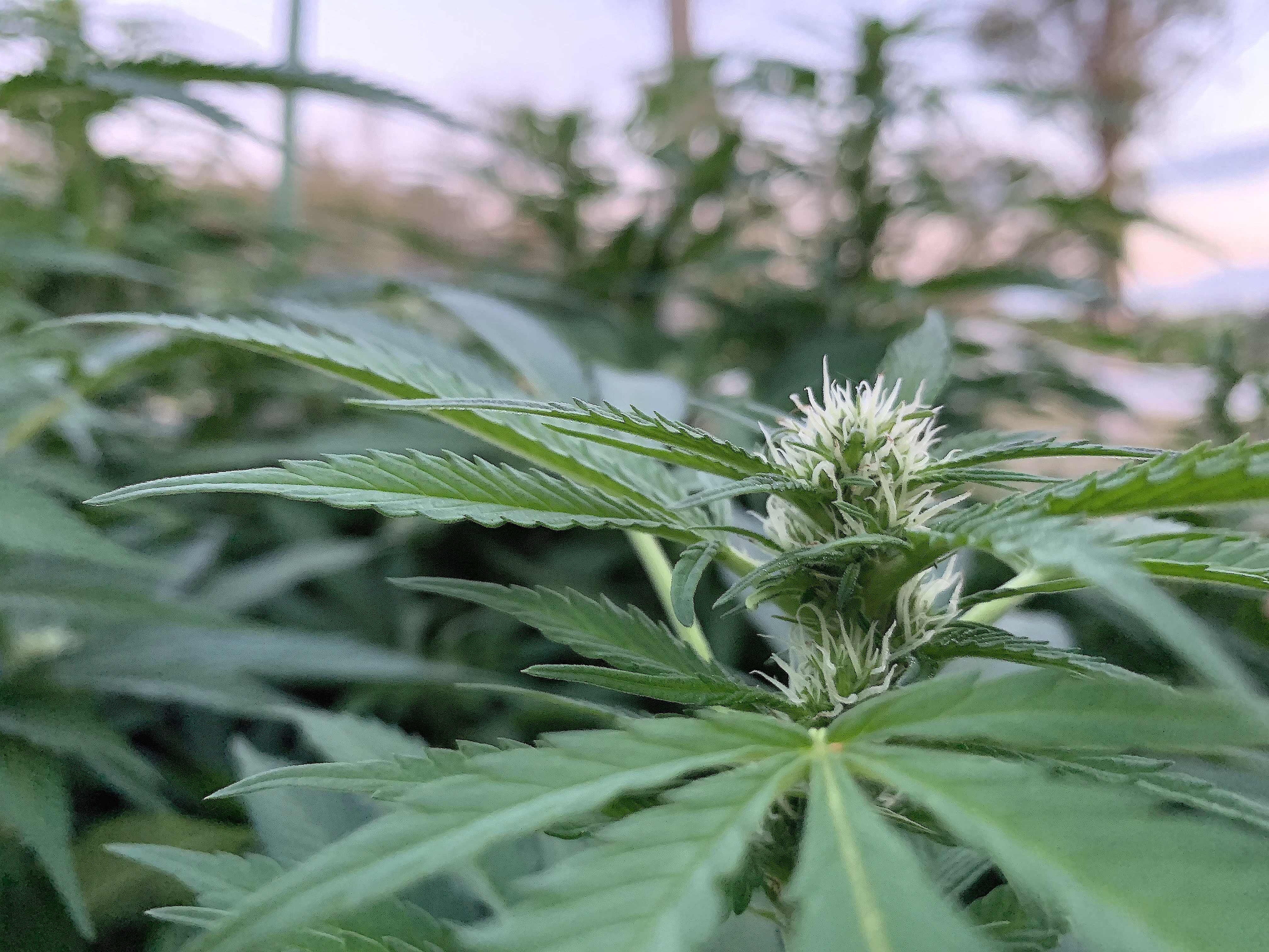 ©CannabisAwarenessTasmania